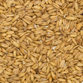 Close-up of a pile of brown seeds