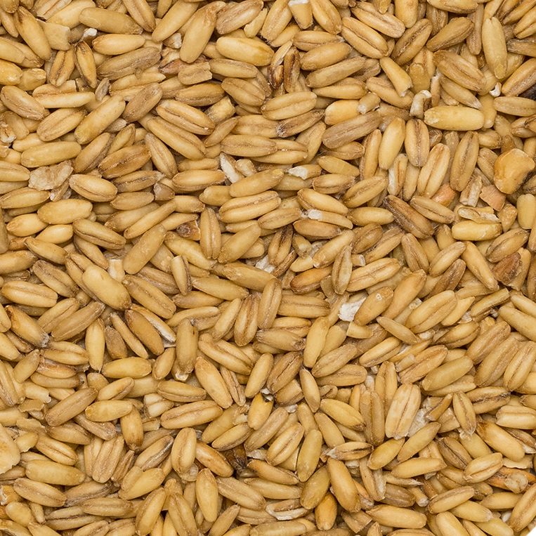 Close-up of a pile of brown seeds