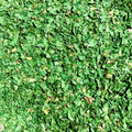 Organic Dried Parsley