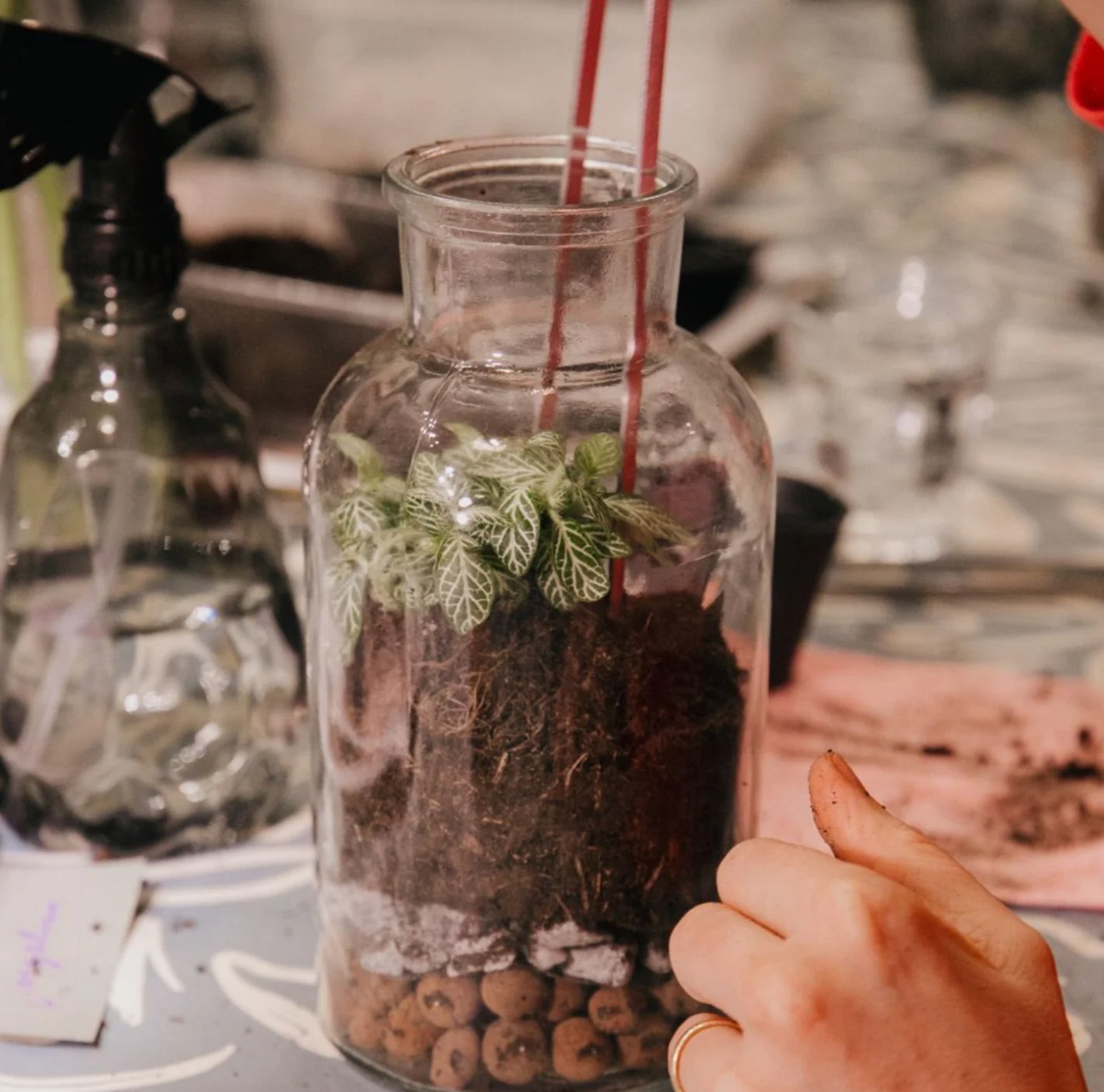 Terrarium Creation Workshop in Amsterdam | Create Your Own Tiny Jungle at Little Plant Pantry