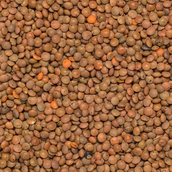 lentils brown organic