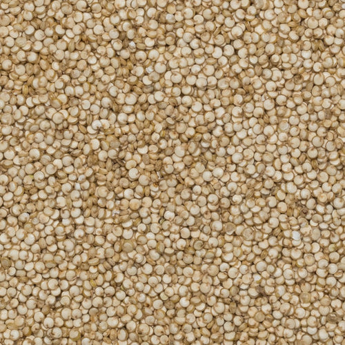 Close up of white organic quinoa.